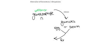 Alternation of Generations Bryophytes [upl. by Jarrod]