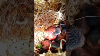 Tailorbird Nestlings Weaving Life One Thread at a Time shortvideo viralshorts [upl. by Loos]