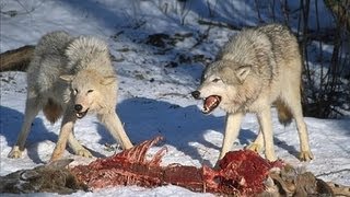 Wolf Pack Hunting [upl. by Summers]