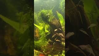 Refilling amp clarifying my aquarium after a dry start Watch the transformation AquariumSetup [upl. by Ashman]