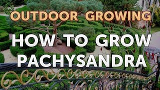 How to Grow Pachysandra [upl. by Scoville]