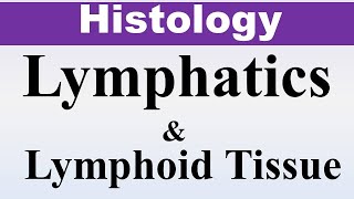 Chp9a Histology Inder Bir Singh  Lymphatics amp Lymphoid Tissue  Dr Asif Lectures [upl. by Melosa]