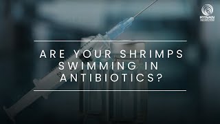 RYNAN Aquaculture Webisode 6 Are Your Shrimps Swimming in Antibiotics [upl. by Cristie]