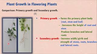 Plant Growth Primary and Secondary Growth in Flowering Plants [upl. by Alidis]