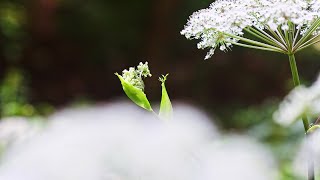 가을 바람 amp 꽃 autumn wind amp flowers relaxation forest wind flowers autumn nature [upl. by Amapuna334]