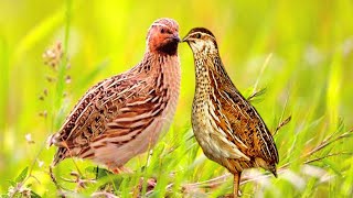 Quail sound common quail sound quail birds voice [upl. by Lleda638]