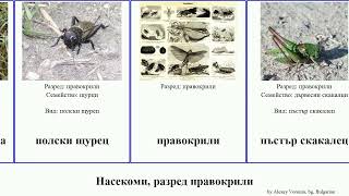 Насекоми разред правокрили скакалец insect сага акрида италиански Гръцка сивокафяв Черно щурец [upl. by Airuam]