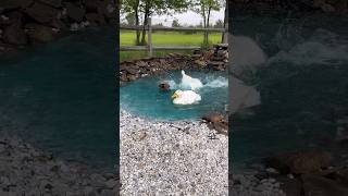 Making a duck pond pt3 🦆 diyprojects landscape [upl. by Ttennej807]