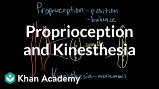 Proprioception and kinesthesia  Processing the Environment  MCAT  Khan Academy [upl. by Eentroc]