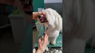 Coton de Tulear Dog Grooming doggroomingtips [upl. by Rehpotsirhk288]