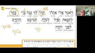 Shmini Torah Portion Hebrew Study [upl. by Alket532]