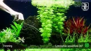 Limnophila sessiliflora [upl. by Chloris]