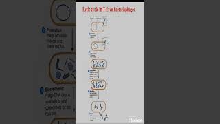 Lytic cycle in Bacteriophage biology microbiology [upl. by Joceline]