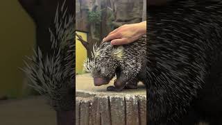 Prehensiletailed porcupine enjoys birthday scratches from care team [upl. by Elyl]