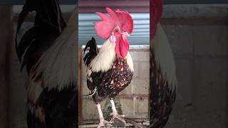 Adorable Rooster Crowing Sounds  Amazing Rooster Crowing Loudly  shorts🐓💕 [upl. by Wieche180]