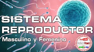 SISTEMA REPRODUCTOR MASCULINO Y FEMENINO  Presentación [upl. by Anib]