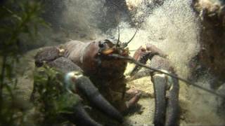 Wraysbury Night Dive with Crayfish Perch and Pike [upl. by Liagibba]