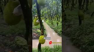 ✅ Menakjubkan Pertanian nangka yang ada di negara Vietnam ini shorts shortsvideo [upl. by Ecinehs]