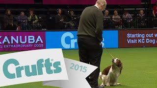 Dog takes a dump at Crufts AGAIN  Crufts 2015 [upl. by Xuerd61]