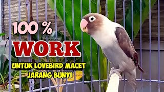 SUARA BURUNG LOVEBIRD NGEKEK PANJANG COCOK BANGET BUAT PANCINGAN LOVEBIRD MACET JARANG BUNYI [upl. by Eadahc198]