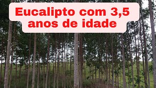 Eucalipto vermelho com 35 anos de idade camaldulensis [upl. by Bick]