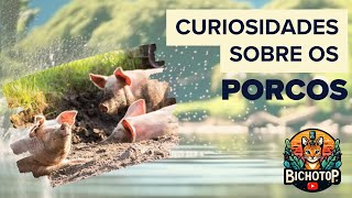 Curiosidades sobre os Porcos [upl. by Braden]