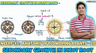 Anatomy of Flowering Plants Lec 28 Secondary Growth in Dicot Root Class 11 NEET Neetology [upl. by Andree]