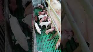 Pigs animals are eating feed in farm show pig pigeon piggy Pigs pigment PigsOfInstagram funny [upl. by Ri]