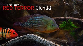 The Truth About The Festae Cichlid [upl. by Also983]