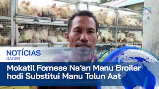 Mokatil Fornese Na’an Manu Broiler ba Merenda Eskolar Hodi Substitui Manu Tolun Aat [upl. by Solenne]