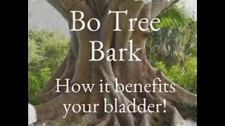 How Bodhi Tree Bark Benefits Your Bladder [upl. by Levitt]