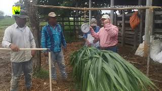 Manejo integral de los pastos de corte para optimizar la productividad  Tierra Pastos y Ganado [upl. by Waverley]