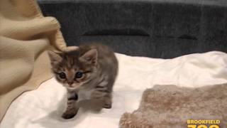 Cute Blackfooted Cat at Brookfield Zoo [upl. by Anavas]