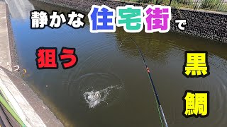 近隣住民ですら知らなかった【ドブ川】でも黒鯛は釣れるんです！20220710 [upl. by Elorac]