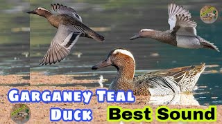 Garganey teal duck best sound  Garganey teal ki awaz  Garganey teal ducks new call sound [upl. by Ahsenod]