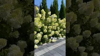 polar bear hydrangeaflower hydrangea садгортензий hortensia гортензия flower paniculata [upl. by Henley]