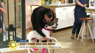 Kom i form  både du och din hund  Nyhetsmorgon TV4 [upl. by Rombert]