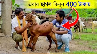 এবার ছাগল কিনুন মাত্র ৪০০ টাকায়  Goat Farming in West Bengal Goat Farm  ছাগলের খামার মুর্শিদাবাদ [upl. by Temirf]