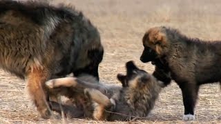 Georgian Caucasian Shepherd  Kavkasiuri nagazi [upl. by Alphonsine]