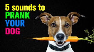 5 Sounds to Prank Your Dog  Dogs Go Crazy [upl. by Housum]