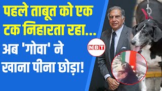 Ratan Tata Last Rites रतन टाटा के निधन से टूटा Dog Goa दुख में डॉगी ने छोड़ा खानापानी  NBT [upl. by Viridi936]