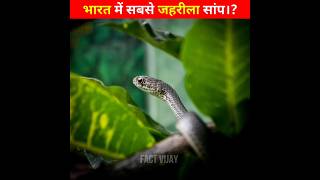 भारत में सबसे जहरीला सांप। 😱 Common krait  Wikipedia shorts fact Factvijay1 [upl. by Ettenajna898]