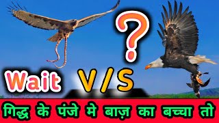 गिद्ध के पंजे में बाज का बच्चे की मौत 🔥6 Brave and Animals 😳। viral animals animallover vlog [upl. by Nedrob]