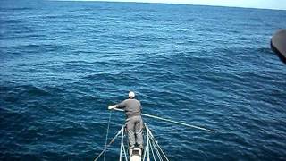 Swordfish Harpooned on Browns Bank off Nova Scotia Canada [upl. by Ressay]