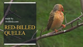 RedBilled Quelea  RedBilled Weaver  RedBilled Dioch Quelea Quelea [upl. by Esch]