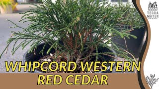 🌲 WHIPCORD WESTERN RED CEDAR Thuja Plicata  A MustWatch Marvel for Your Landscape [upl. by Biebel973]