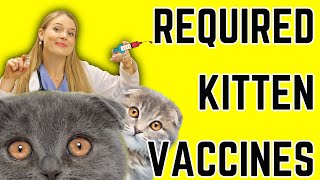 Kitten Vaccine Schedule for New Owners amp Breeders  Vet Easily Explains [upl. by Tenenbaum]