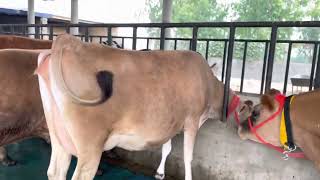 Best jersey cows for Sale visit chopradairyfarm contact 7009645902 delivery all over india [upl. by Grosz237]