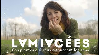 Ces plantes qui vous retournent les sens  Les Lamiacées [upl. by Adnov]