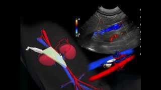 Ultrasounding the Adrenals in Dogs [upl. by Ynafets]